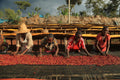Ethiopia Konga Amederaro natural process single origin coffee