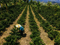 Peru Kovachii single origin coffee from Cajamarca