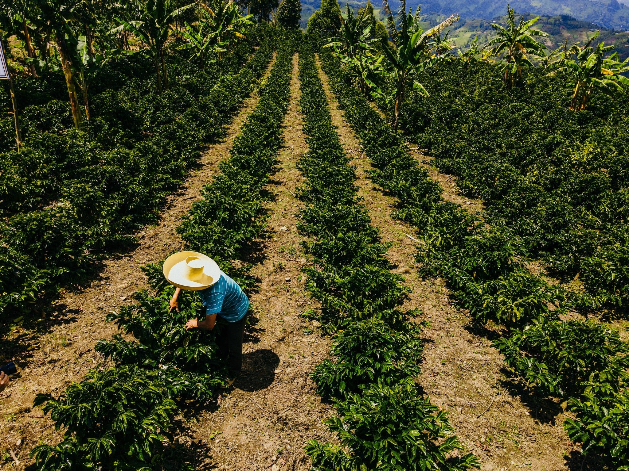 Peru Kovachii single origin coffee from Cajamarca